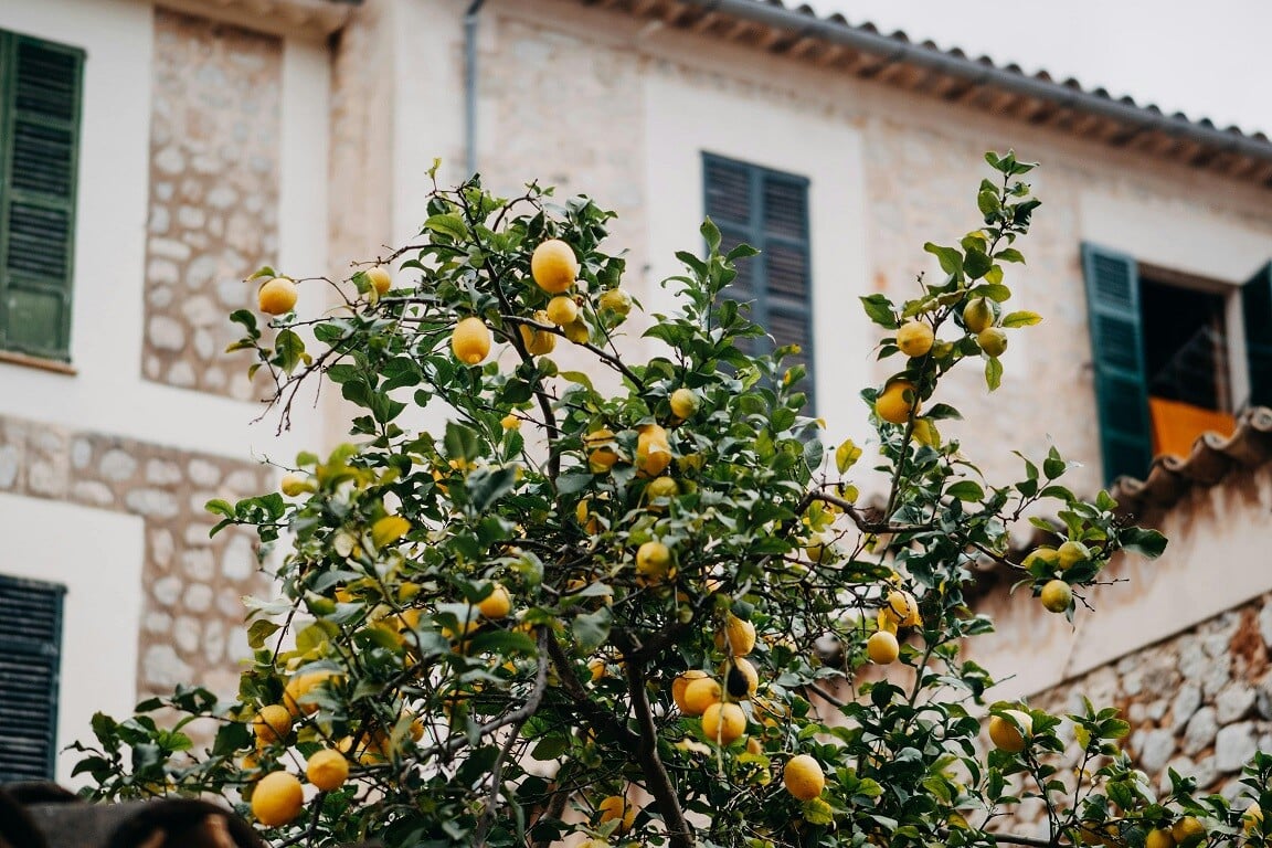 soller mallorca