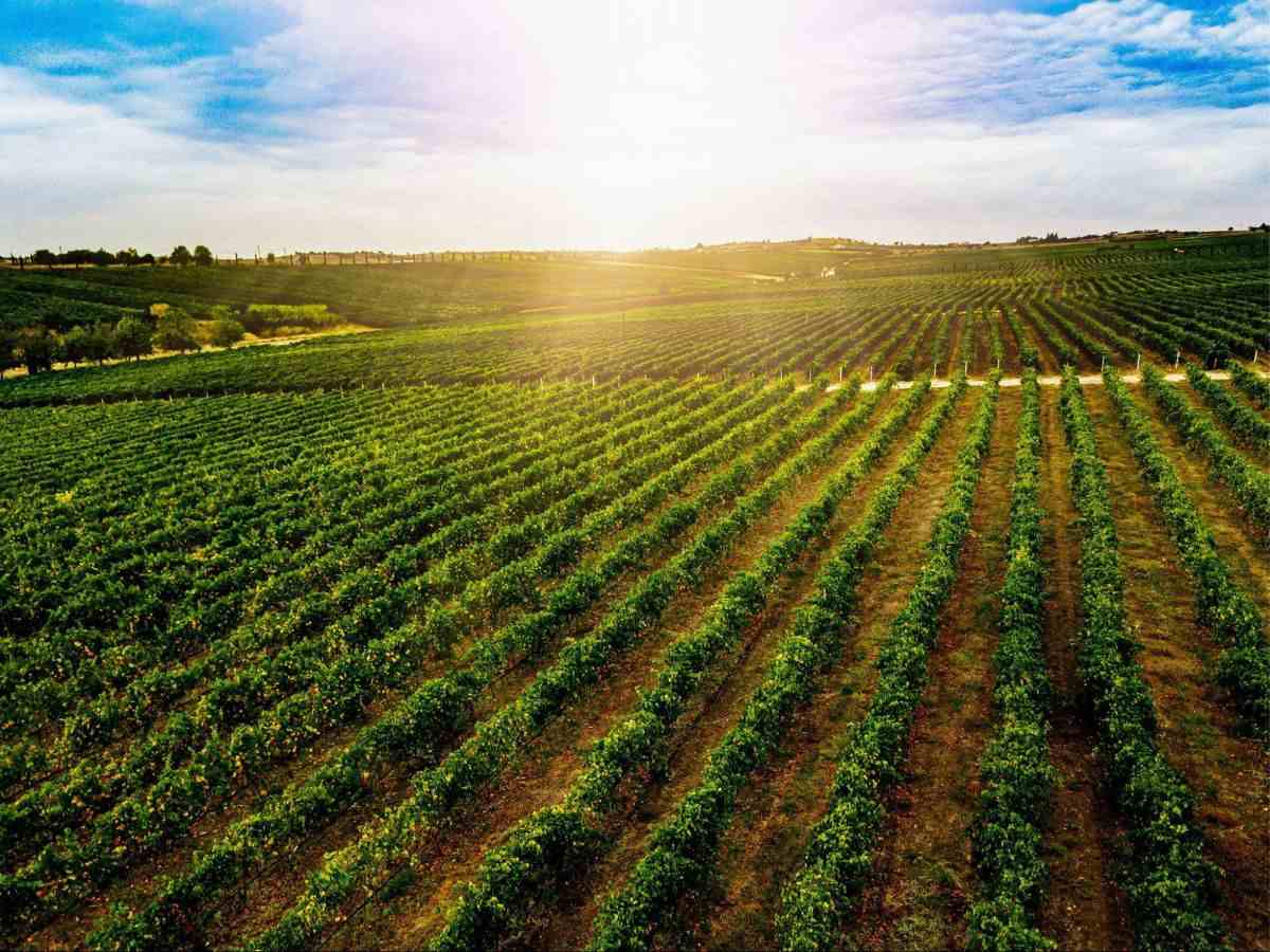 Viñas de Mallorca