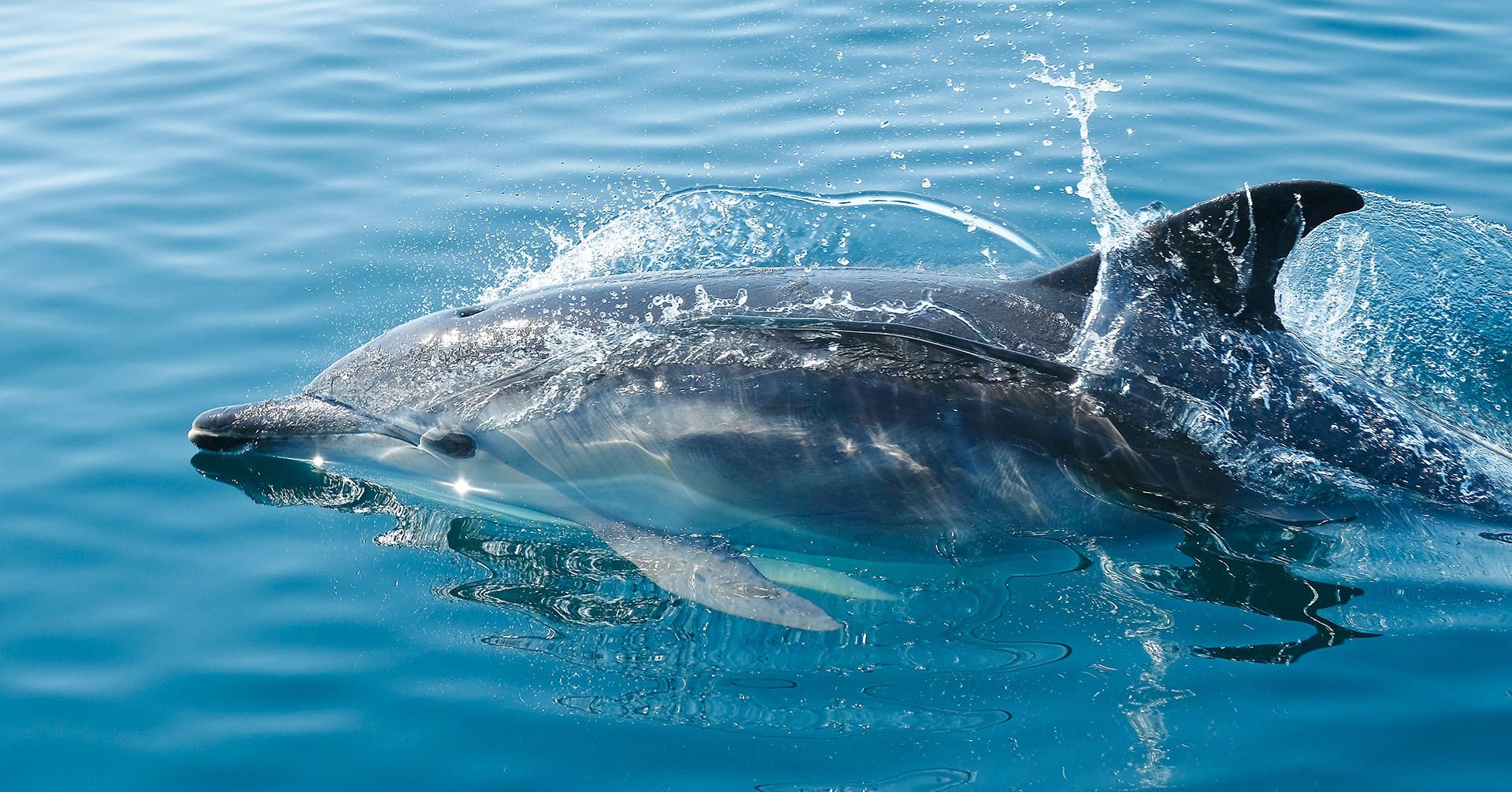 delfinbeobachtungstour auf Mallorca