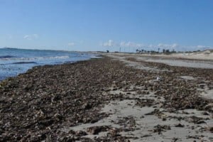 21552_posidonia-seagrass-meadows-are-shrinking-off-the-coast-of-murcia_2_large