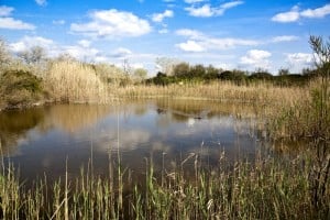 albufera_alcudia